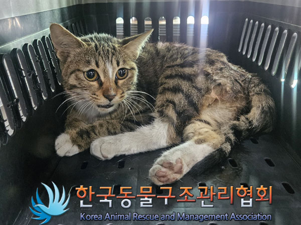 한국 고양이 이미지 파일 입니다.