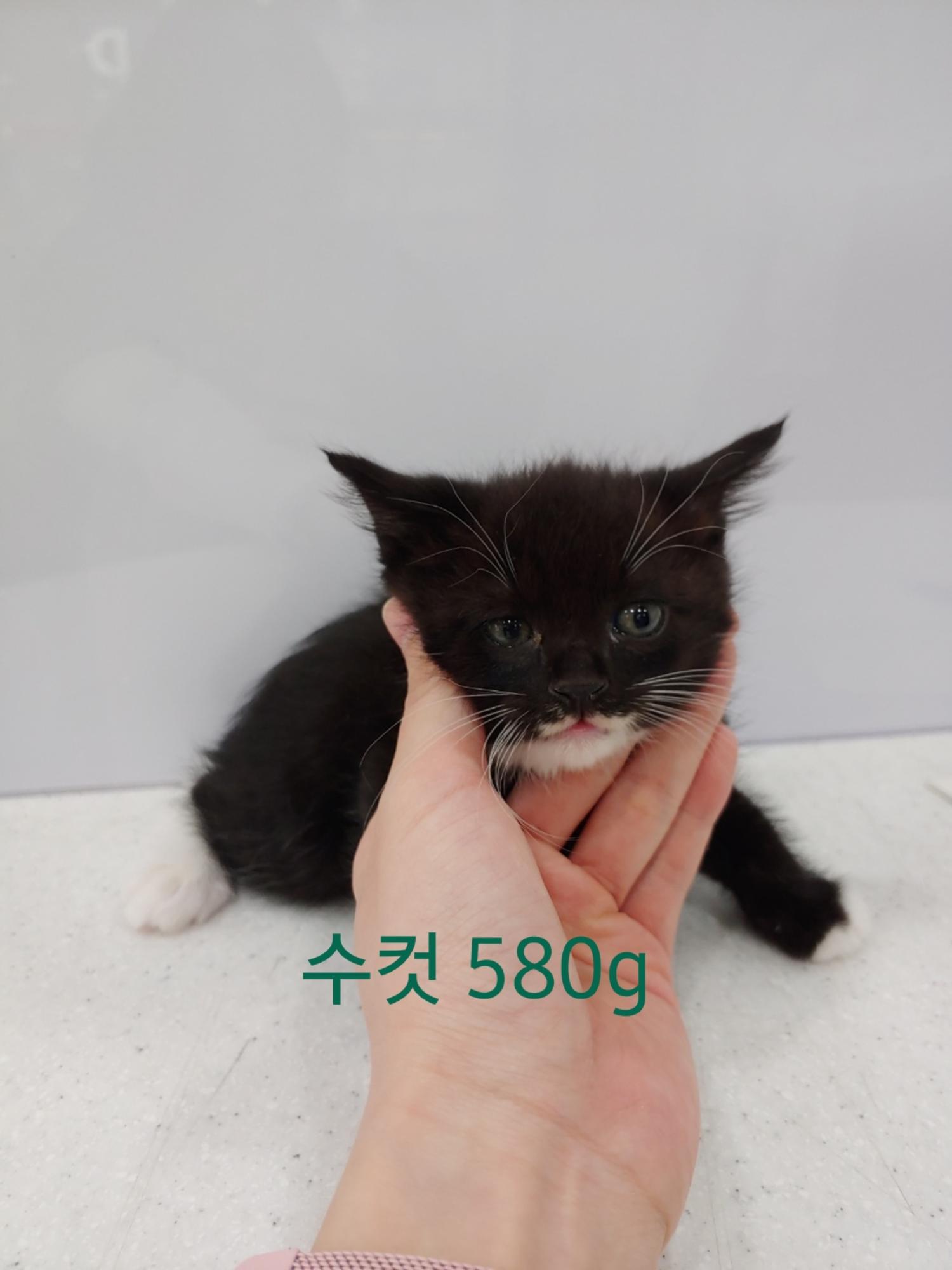 한국 고양이 이미지 파일 입니다.
