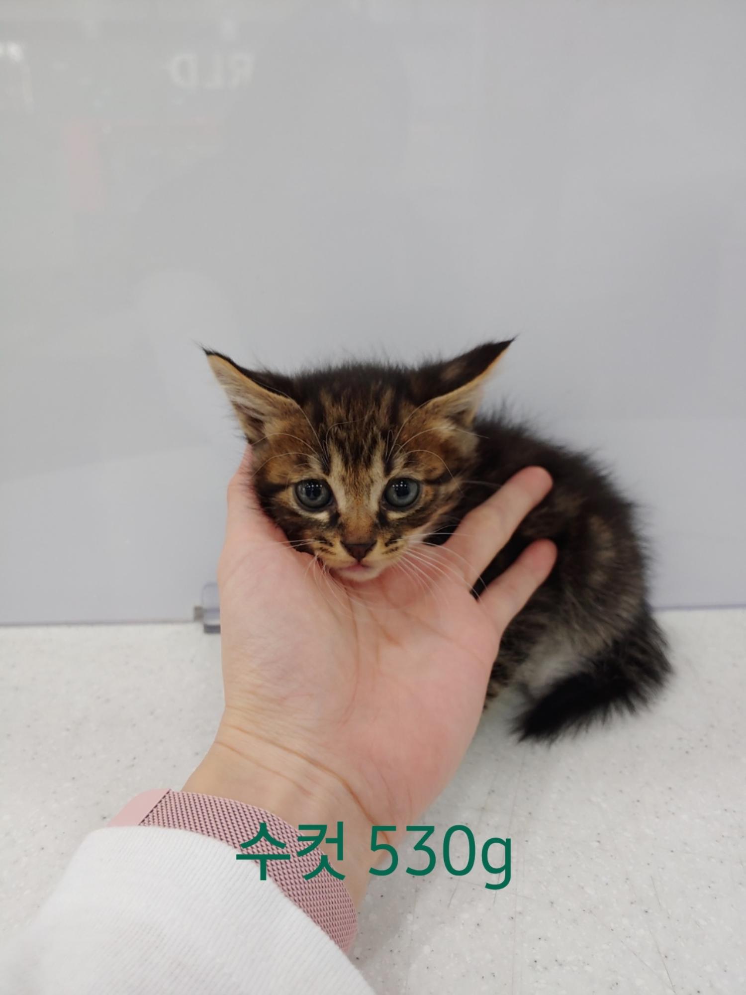 한국 고양이 이미지 파일 입니다.