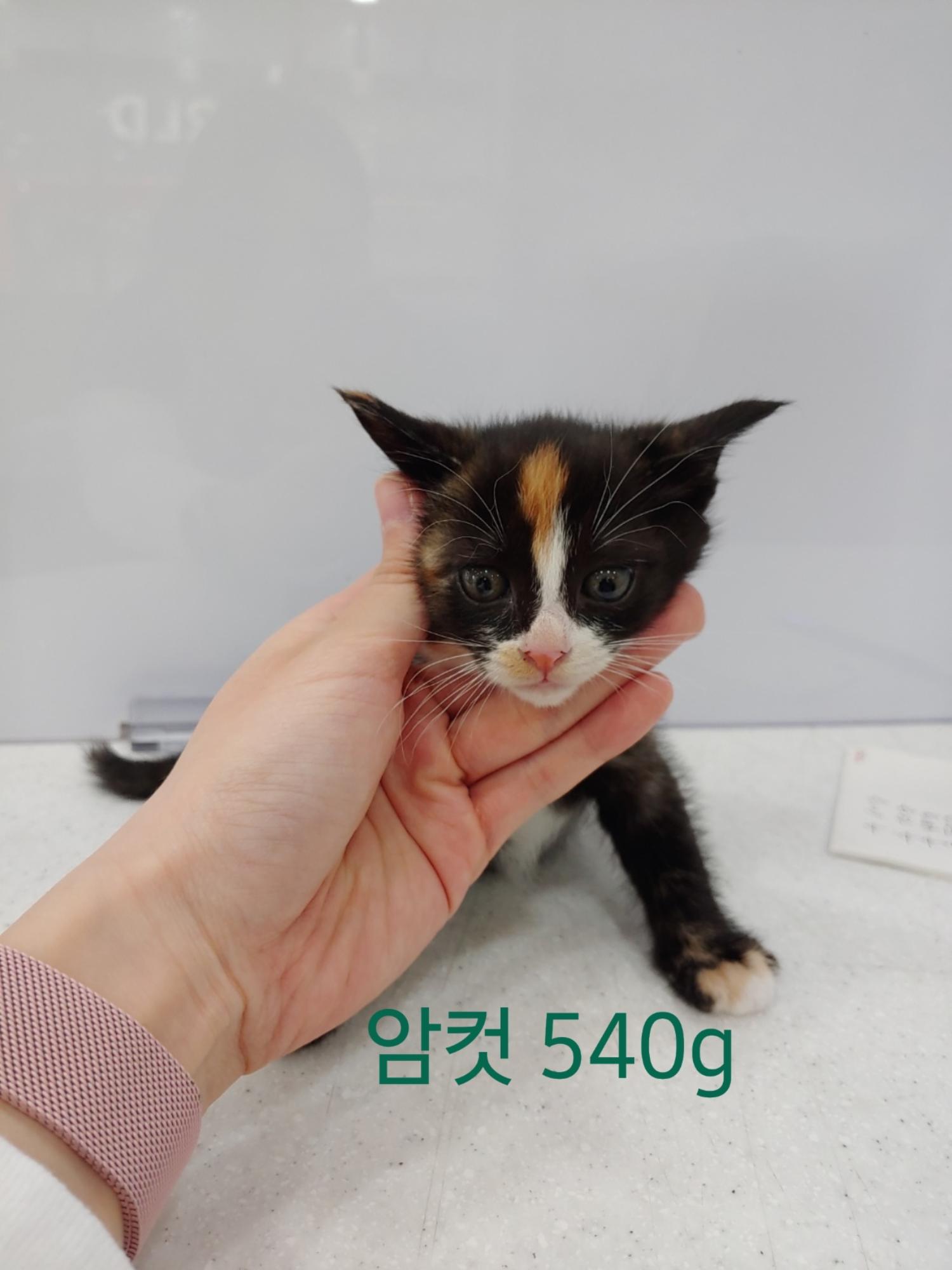한국 고양이 이미지 파일 입니다.