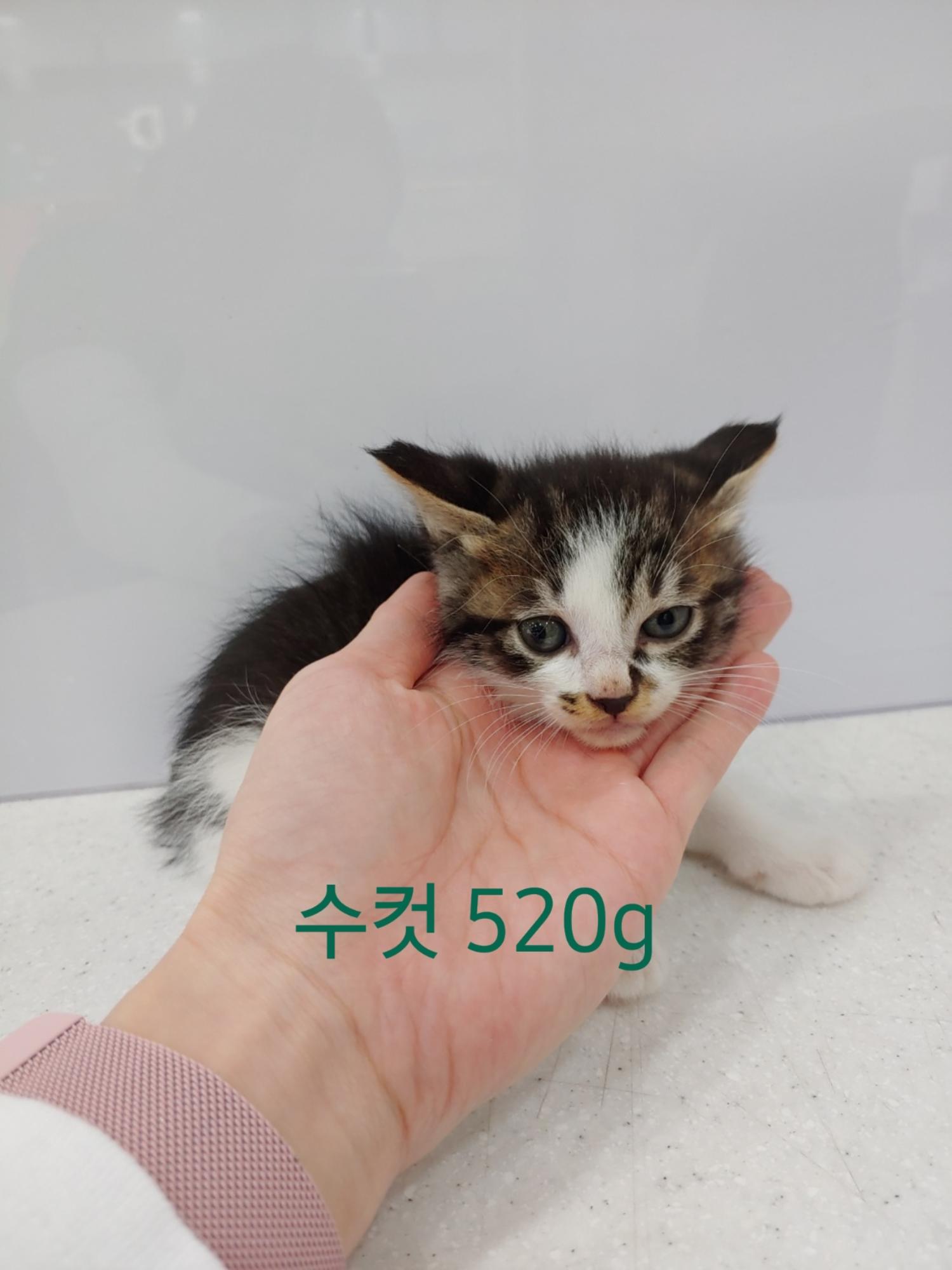 한국 고양이 이미지 파일 입니다.