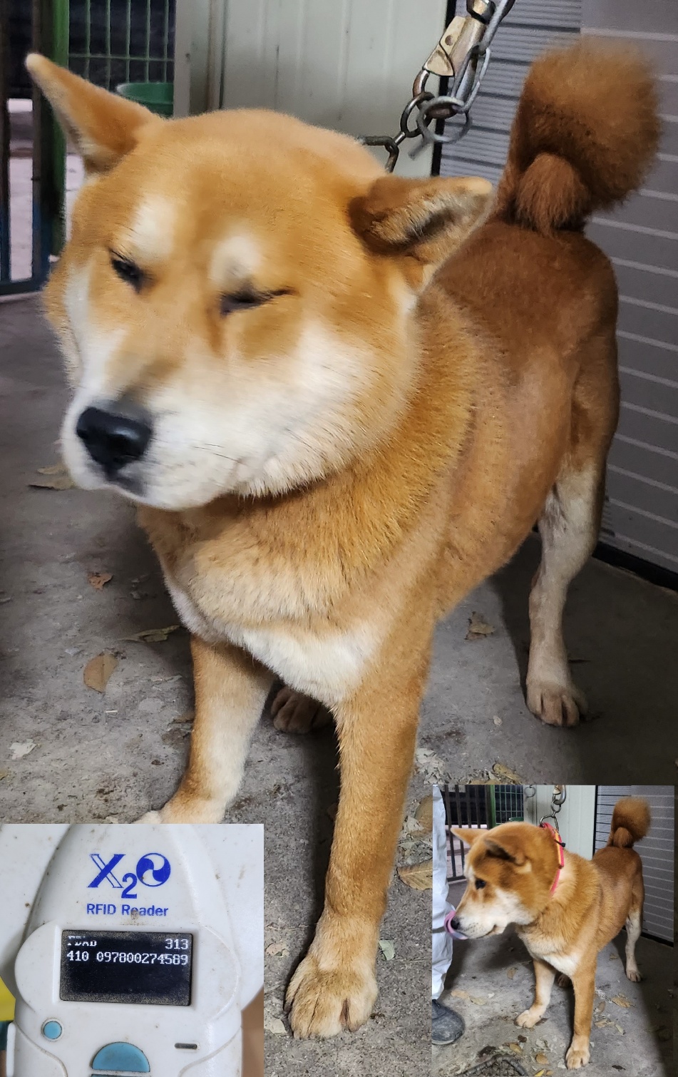 진도견 이미지 파일 입니다.
