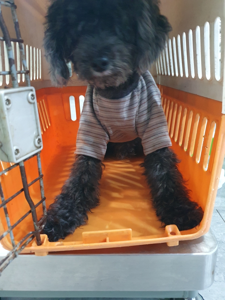 푸들 이미지 파일 입니다.