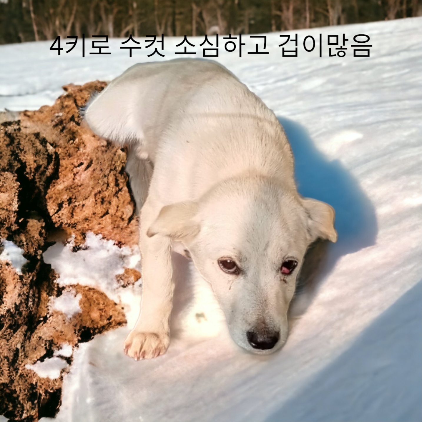믹스견 이미지 파일 입니다.