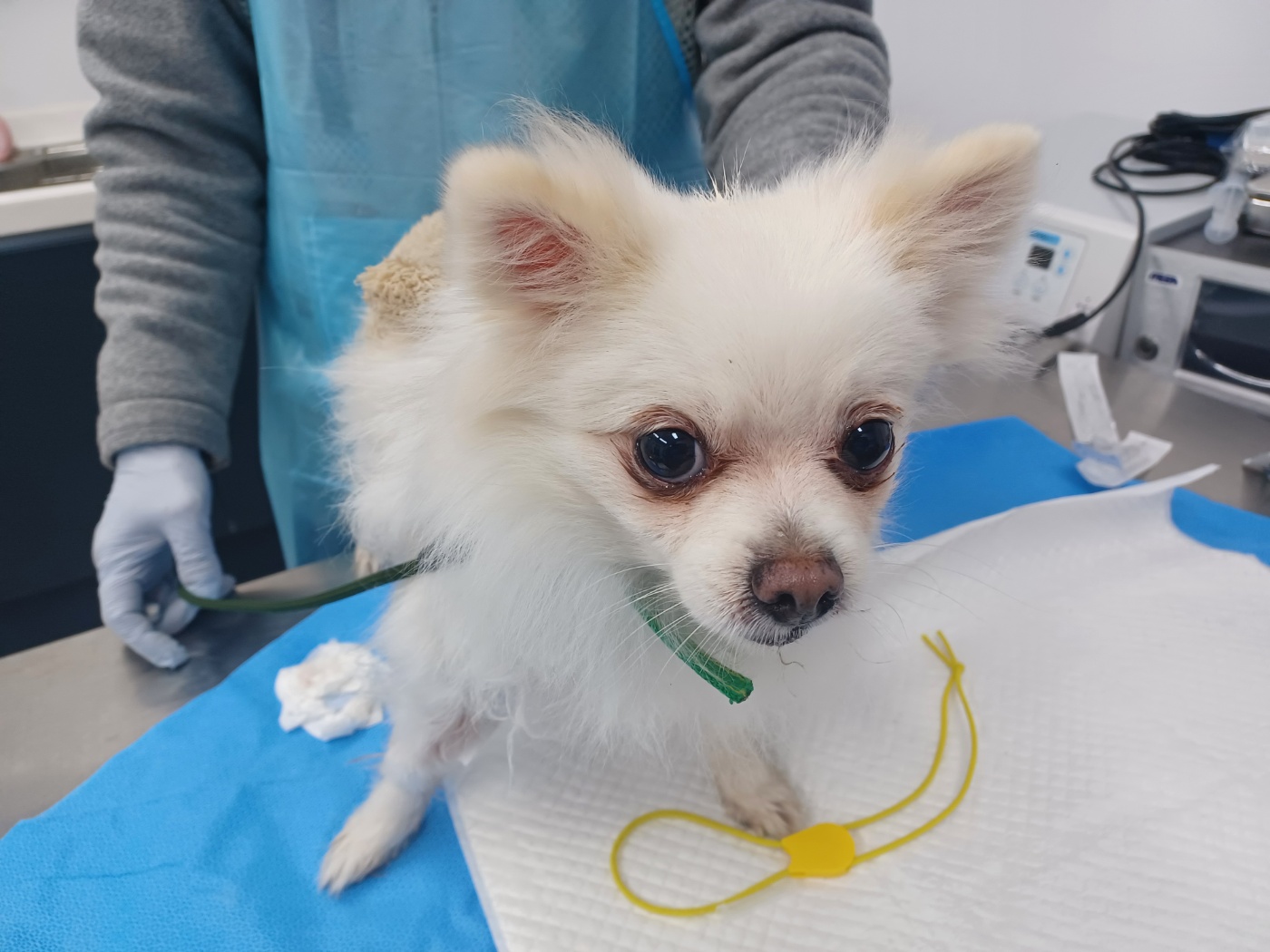 포메라니안 이미지 파일 입니다.