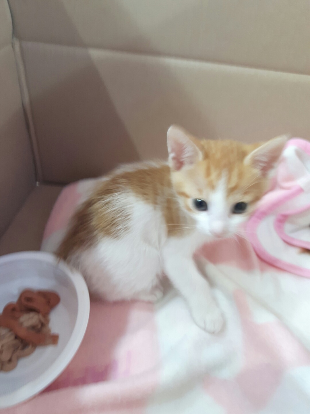 한국 고양이 이미지 파일 입니다.