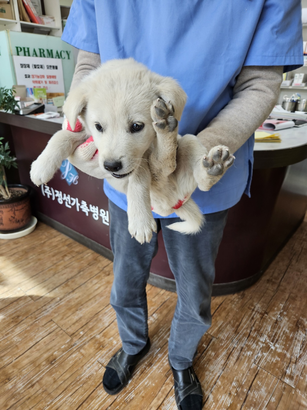 믹스견 이미지 파일 입니다.