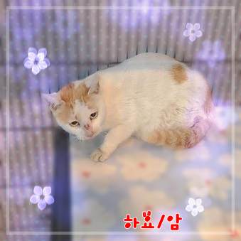 믹스묘 이미지 파일 입니다.