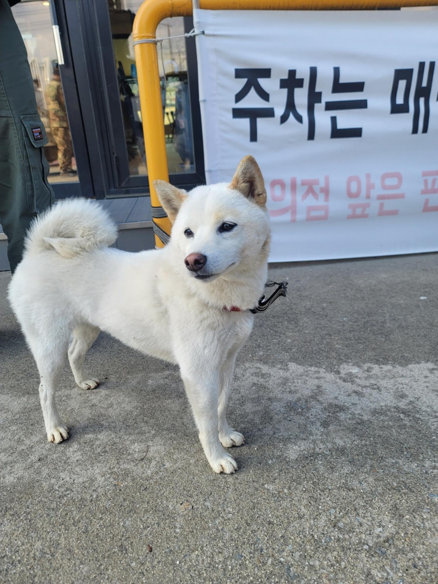 믹스견 이미지 파일 입니다.