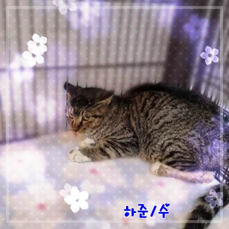 믹스묘 이미지 파일 입니다.