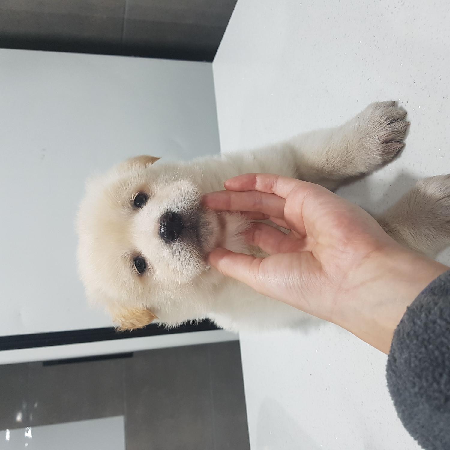 믹스견 이미지 파일 입니다.