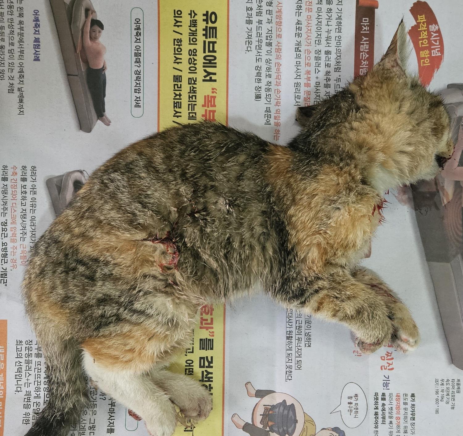 한국 고양이 이미지 파일 입니다.
