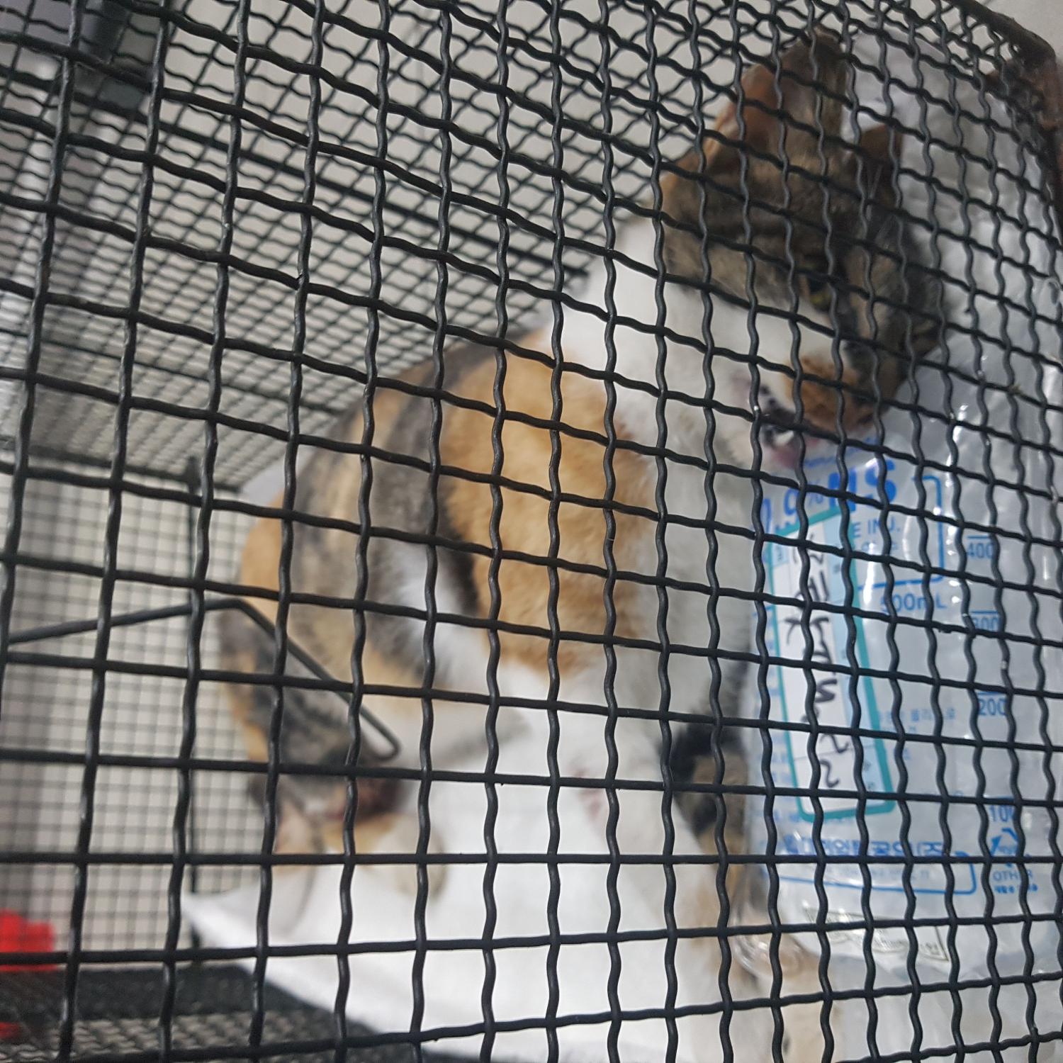 한국 고양이 이미지 파일 입니다.