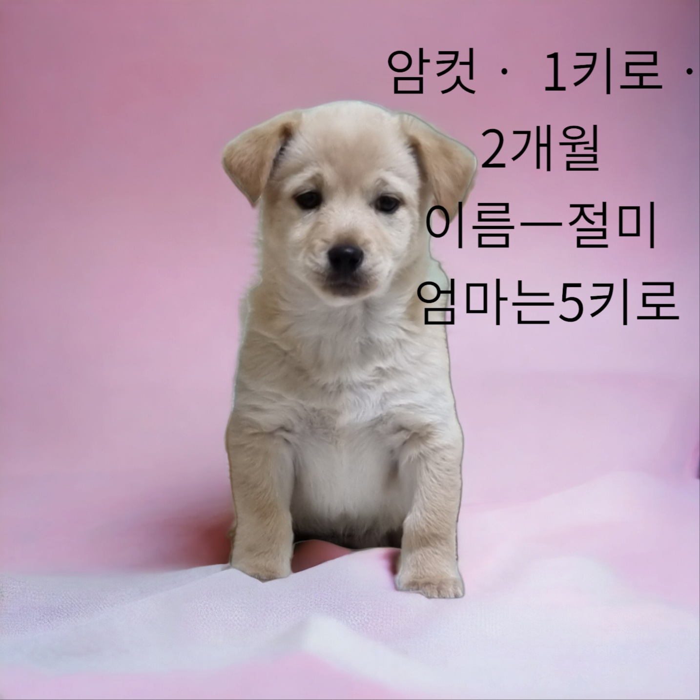 믹스견 이미지 파일 입니다.