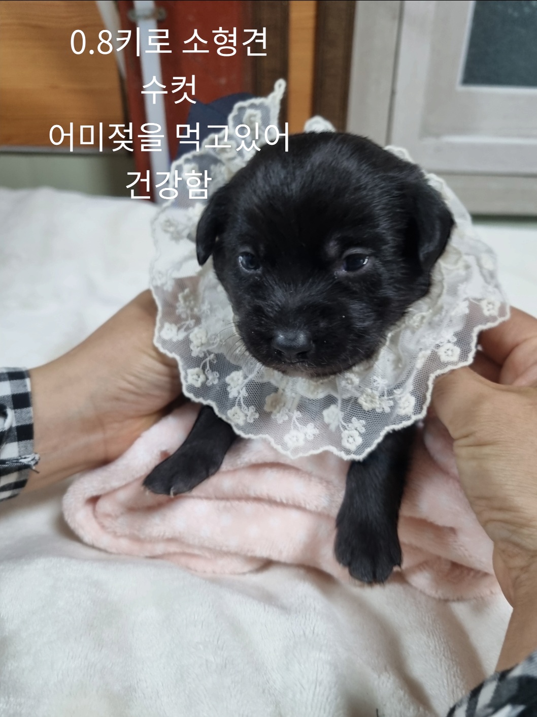 엄마는 노리치테리어 이미지 파일 입니다.
