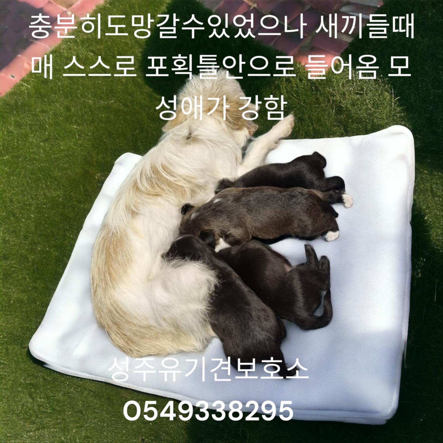 노리치 테리어 이미지 파일 입니다.