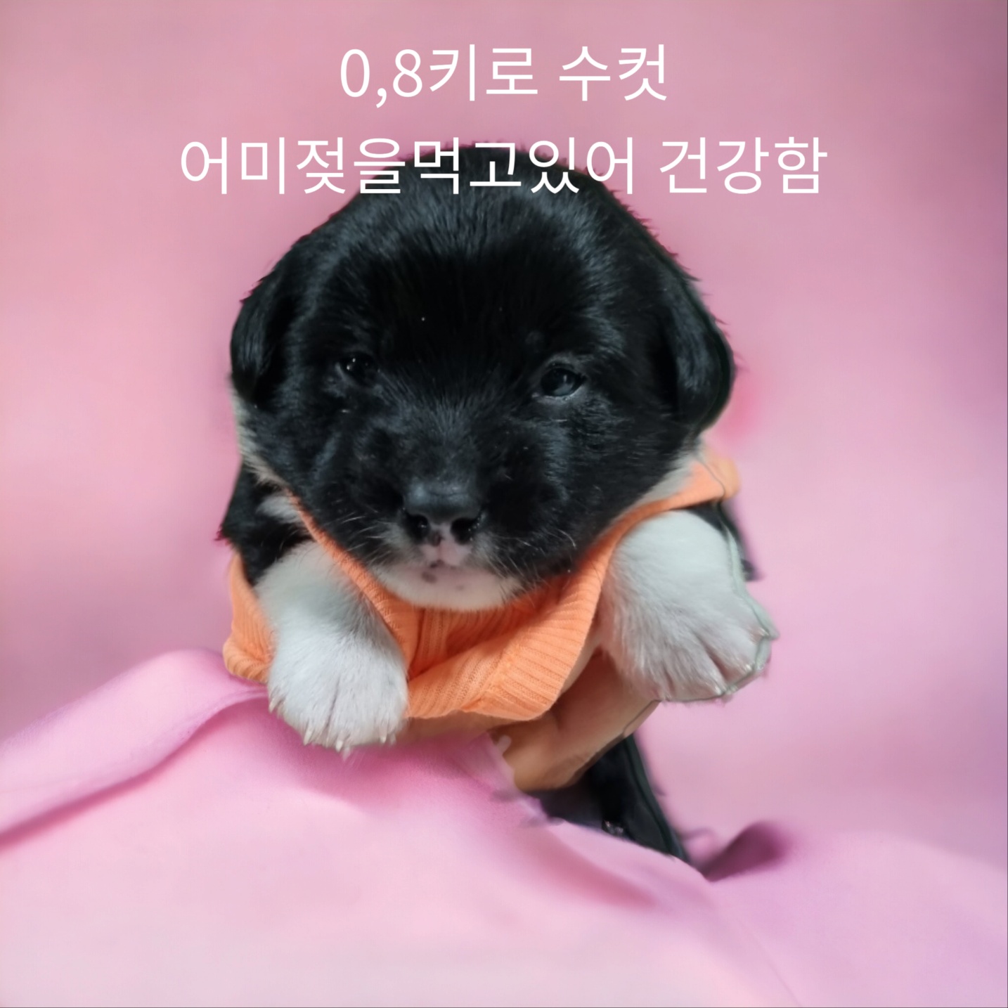 엄마는노리치테리어 이미지 파일 입니다.