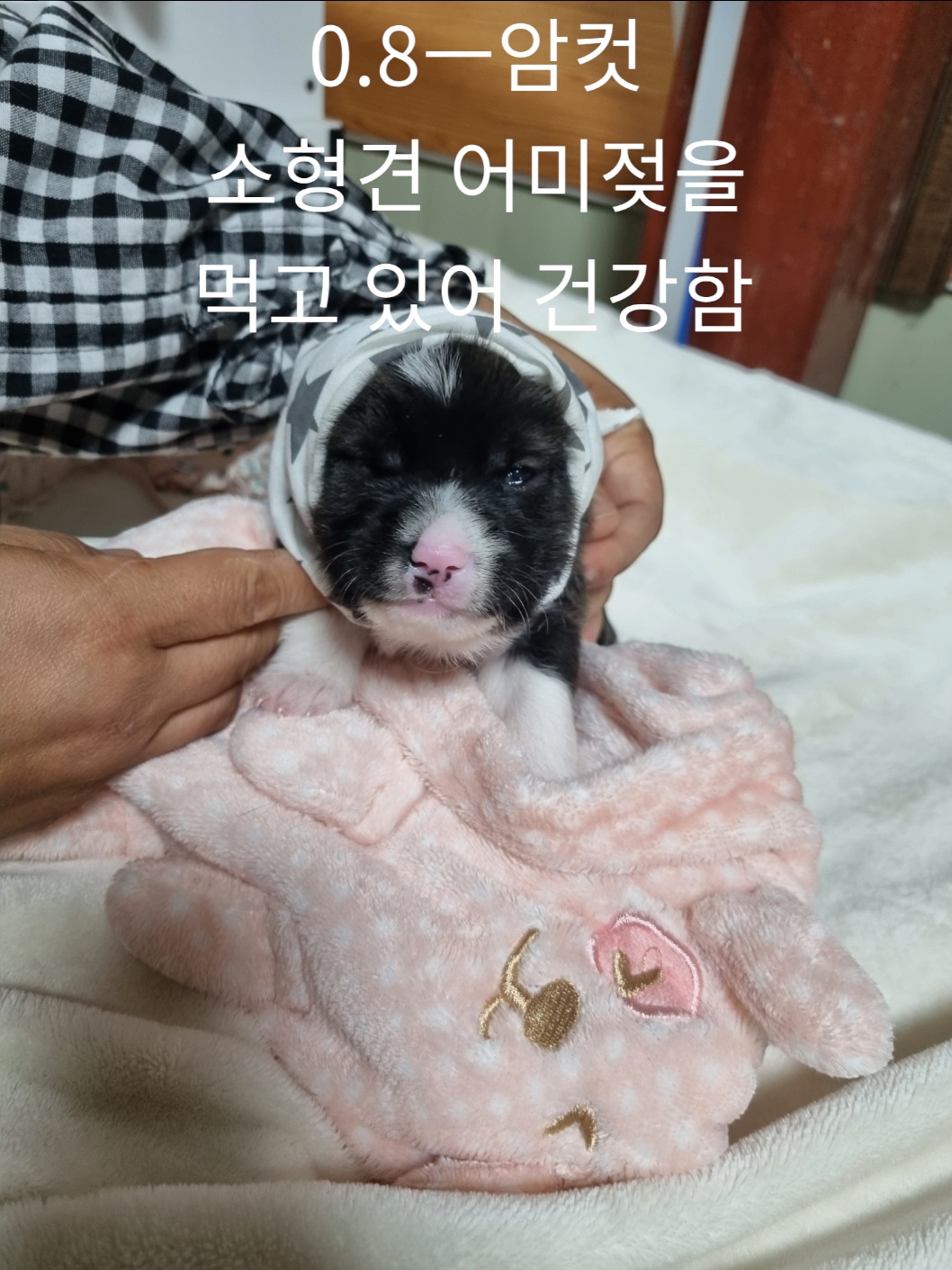 엄마는 노리치테리어 이미지 파일 입니다.