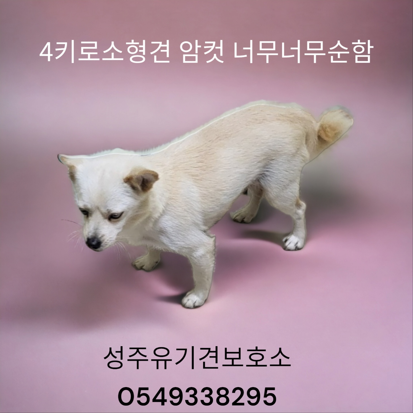 치와와믹스견 이미지 파일 입니다.