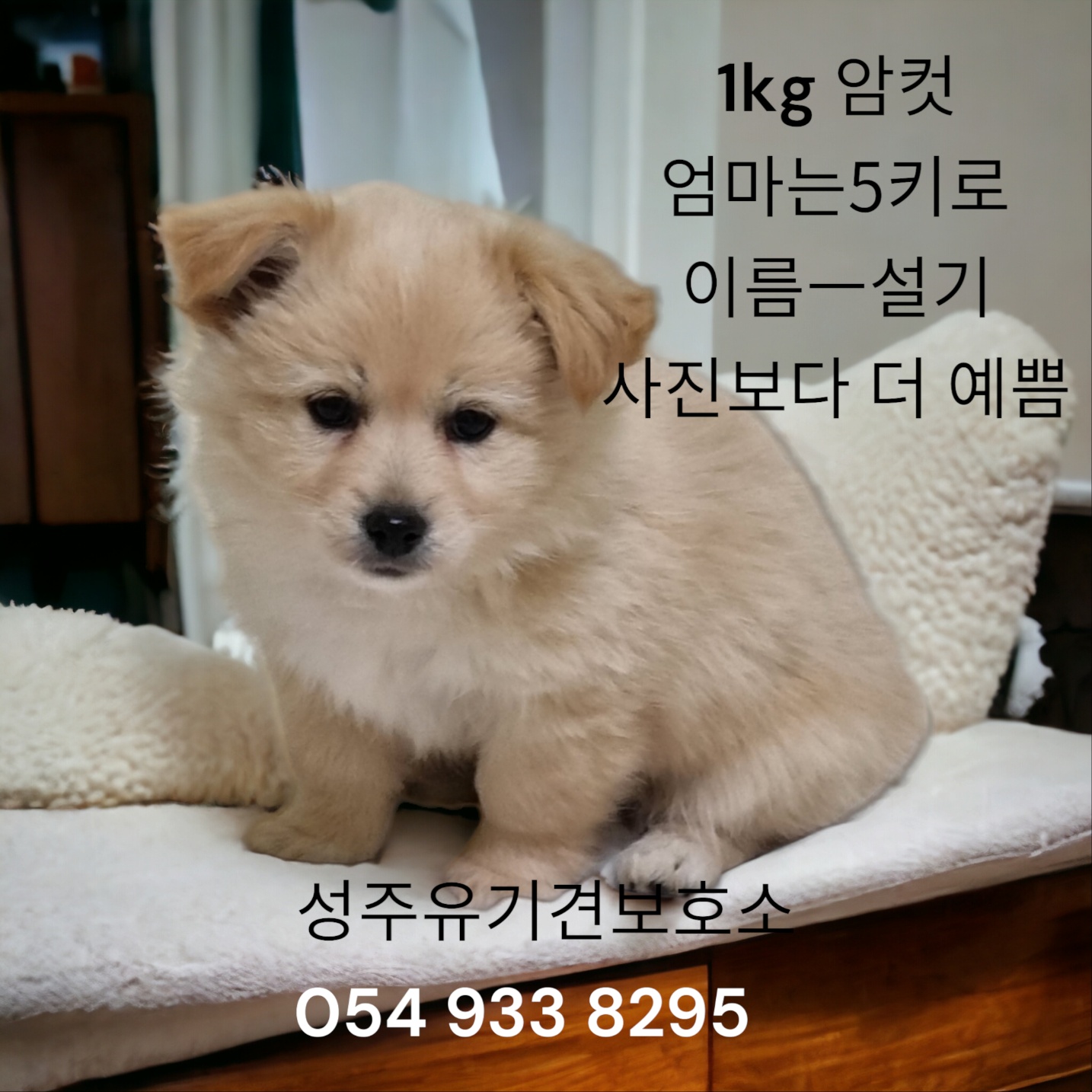 믹스견 이미지 파일 입니다.