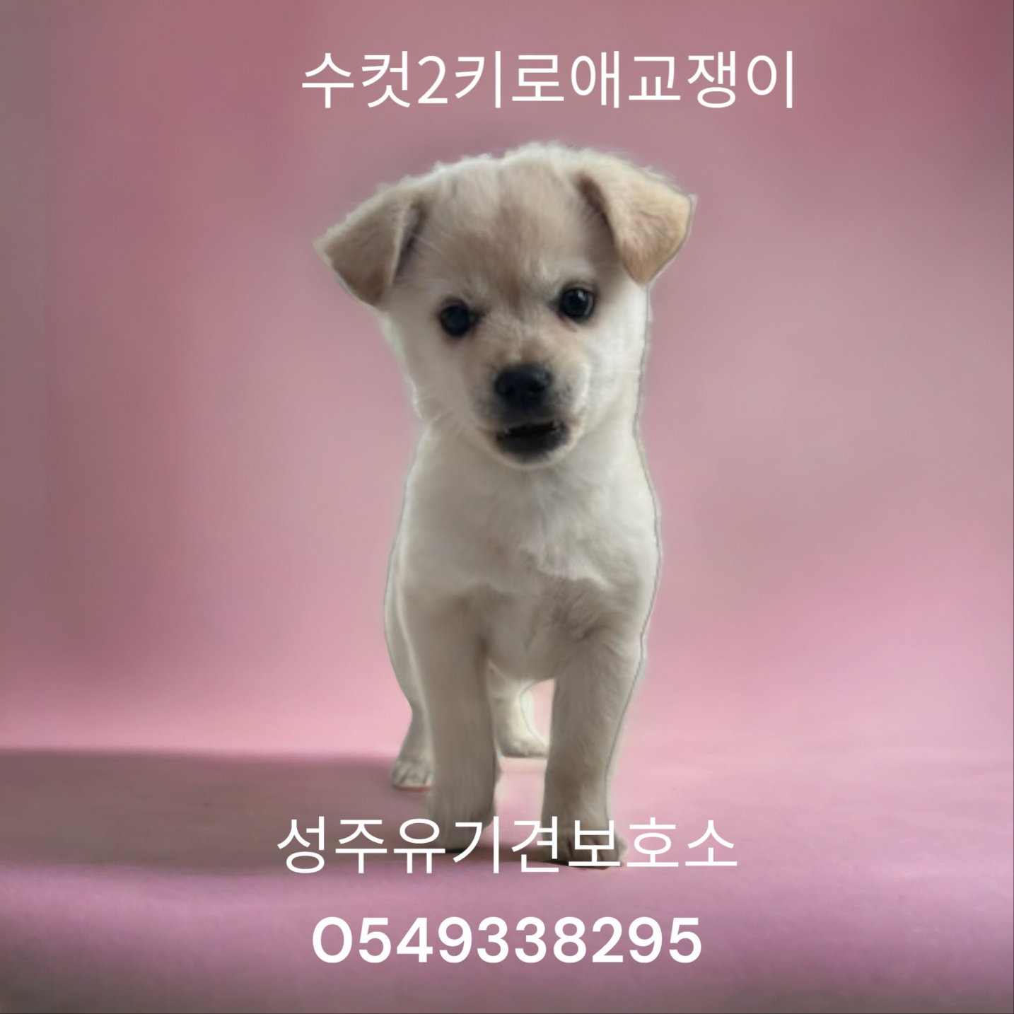 믹스견 이미지 파일 입니다.