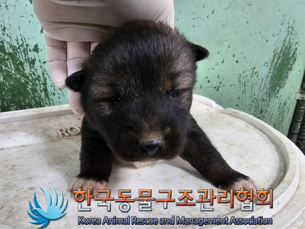 믹스견 이미지 파일 입니다.