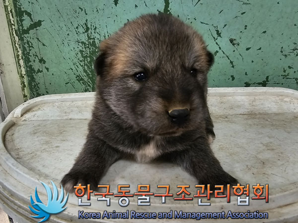 믹스견 이미지 파일 입니다.