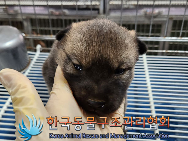 믹스견 이미지 파일 입니다.