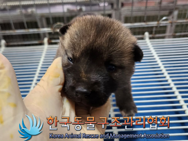 믹스견 이미지 파일 입니다.
