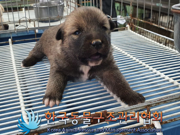 믹스견 이미지 파일 입니다.