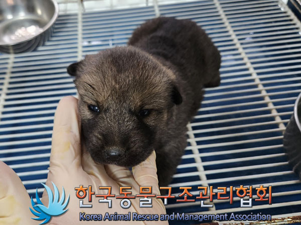 믹스견 이미지 파일 입니다.