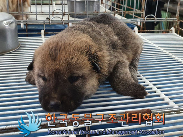 믹스견 이미지 파일 입니다.