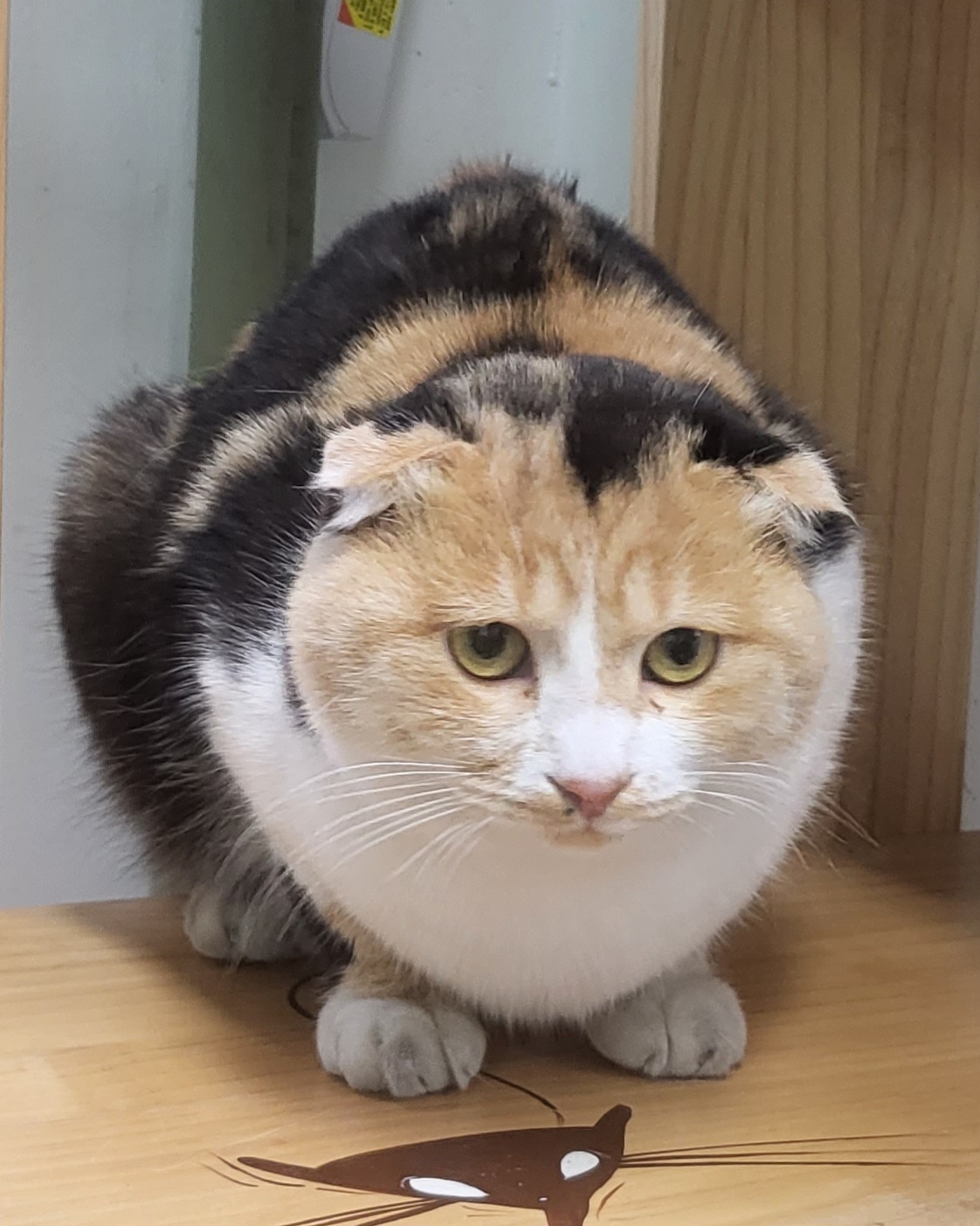 믹스묘 이미지 파일 입니다.