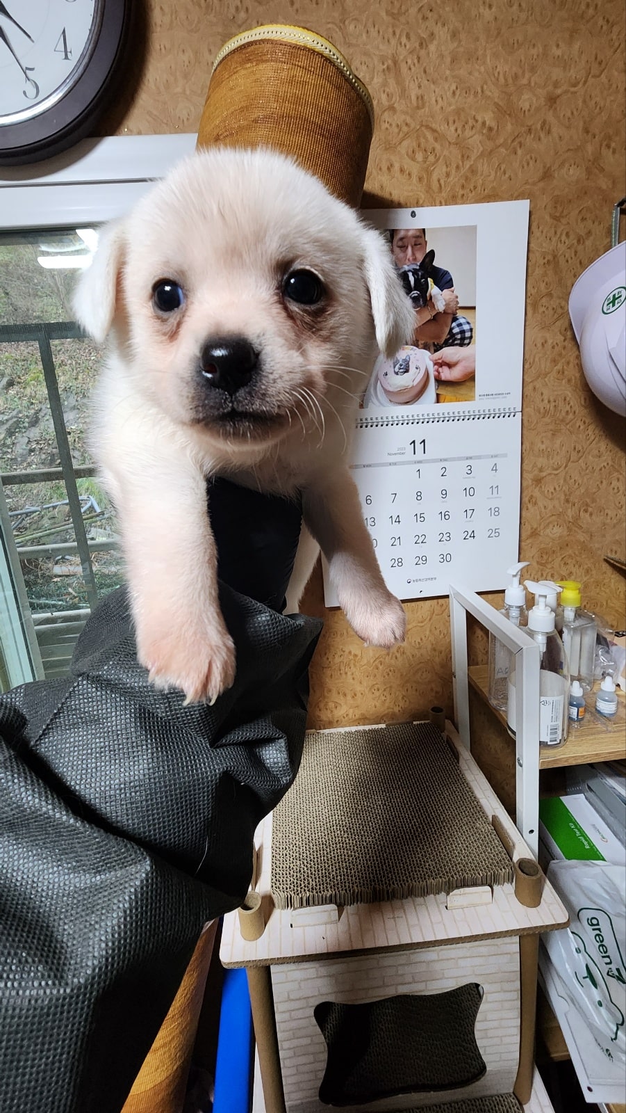믹스견 이미지 파일 입니다.