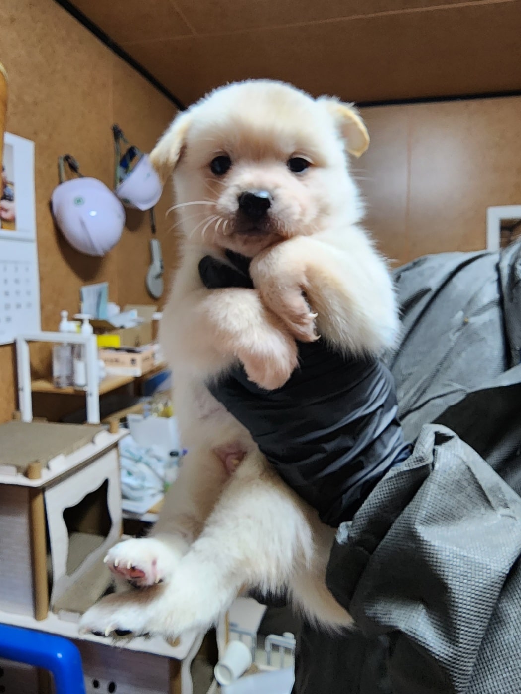 믹스견 이미지 파일 입니다.
