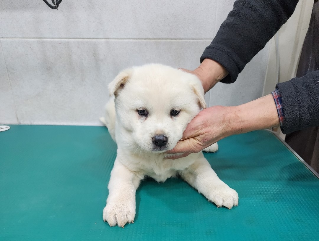 믹스견 이미지 파일 입니다.