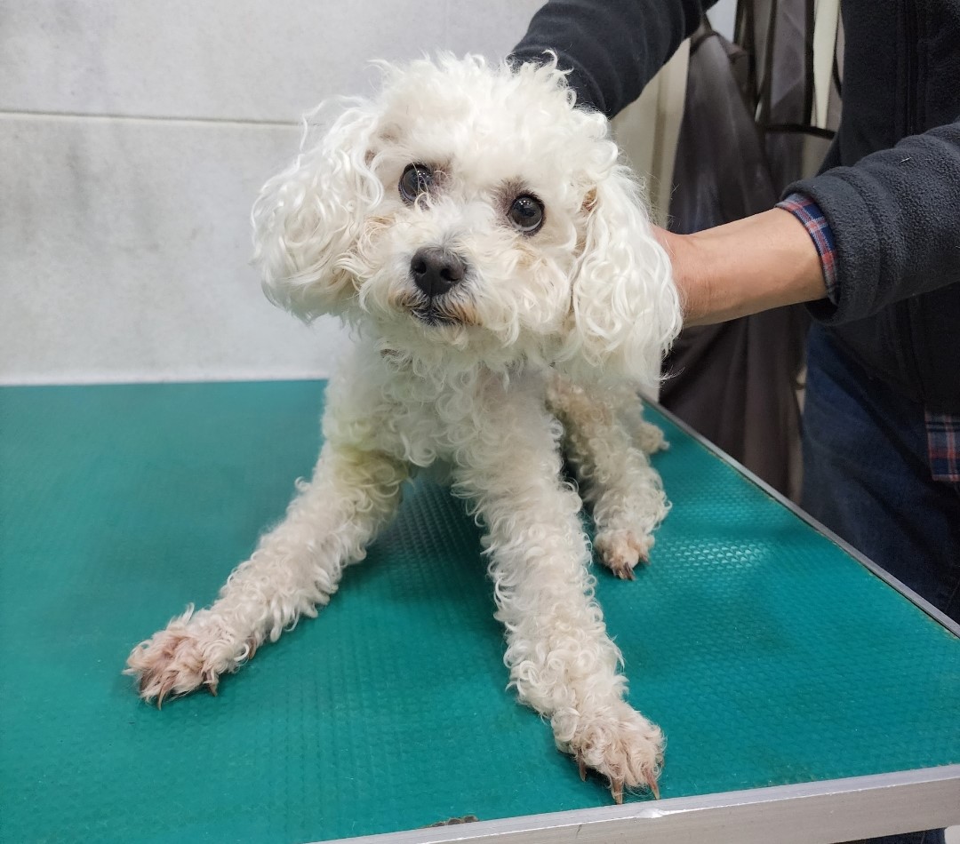 푸들 이미지 파일 입니다.