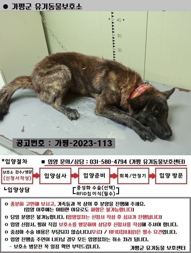 믹스견 이미지 파일 입니다.