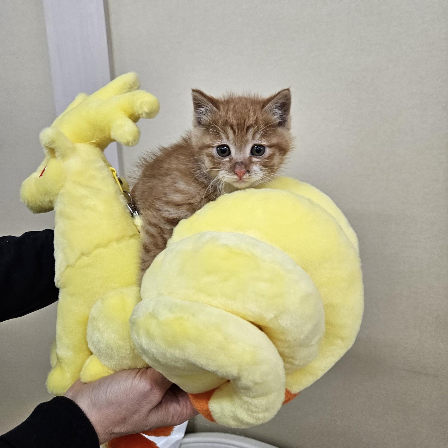 한국 고양이 이미지 파일 입니다.
