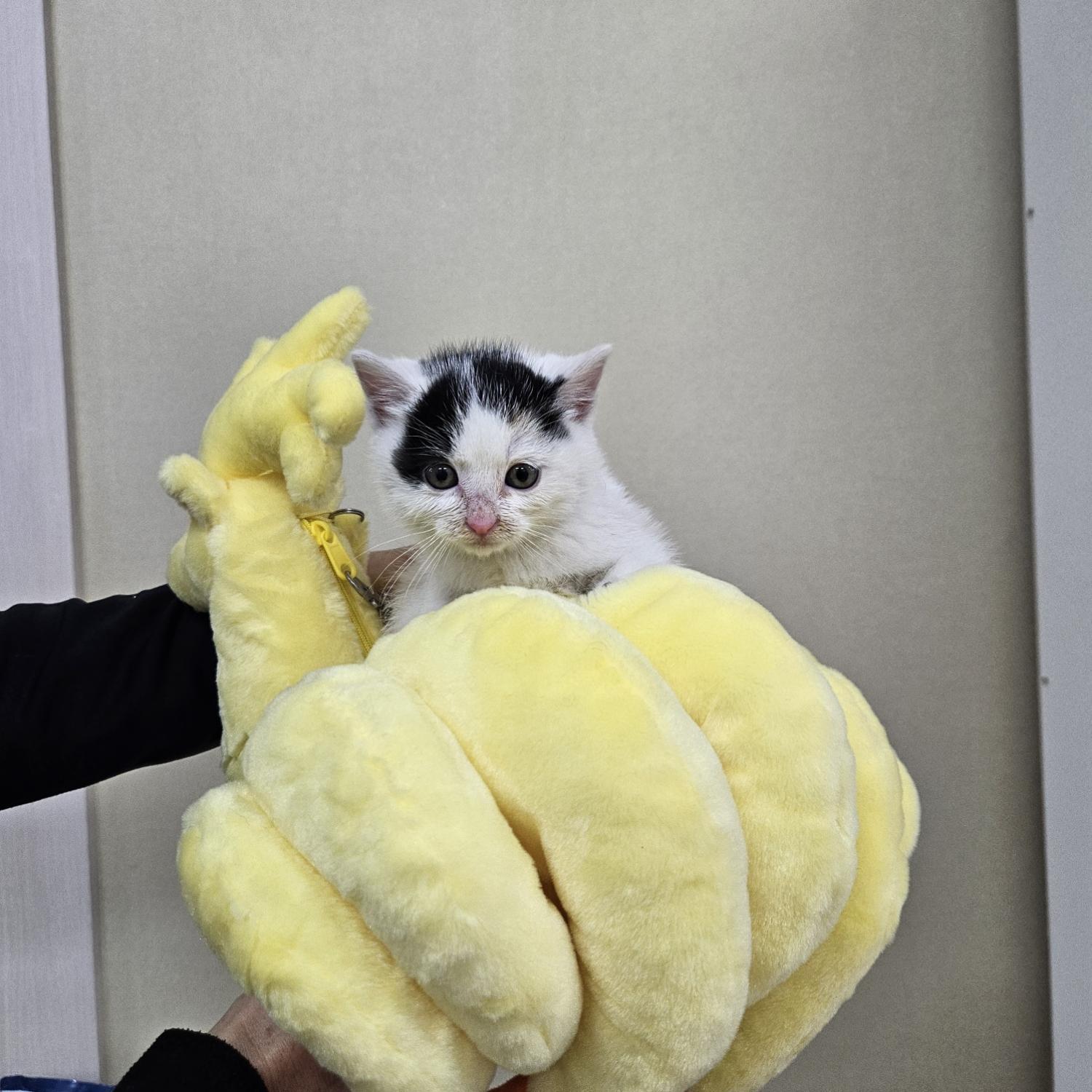 한국 고양이 이미지 파일 입니다.