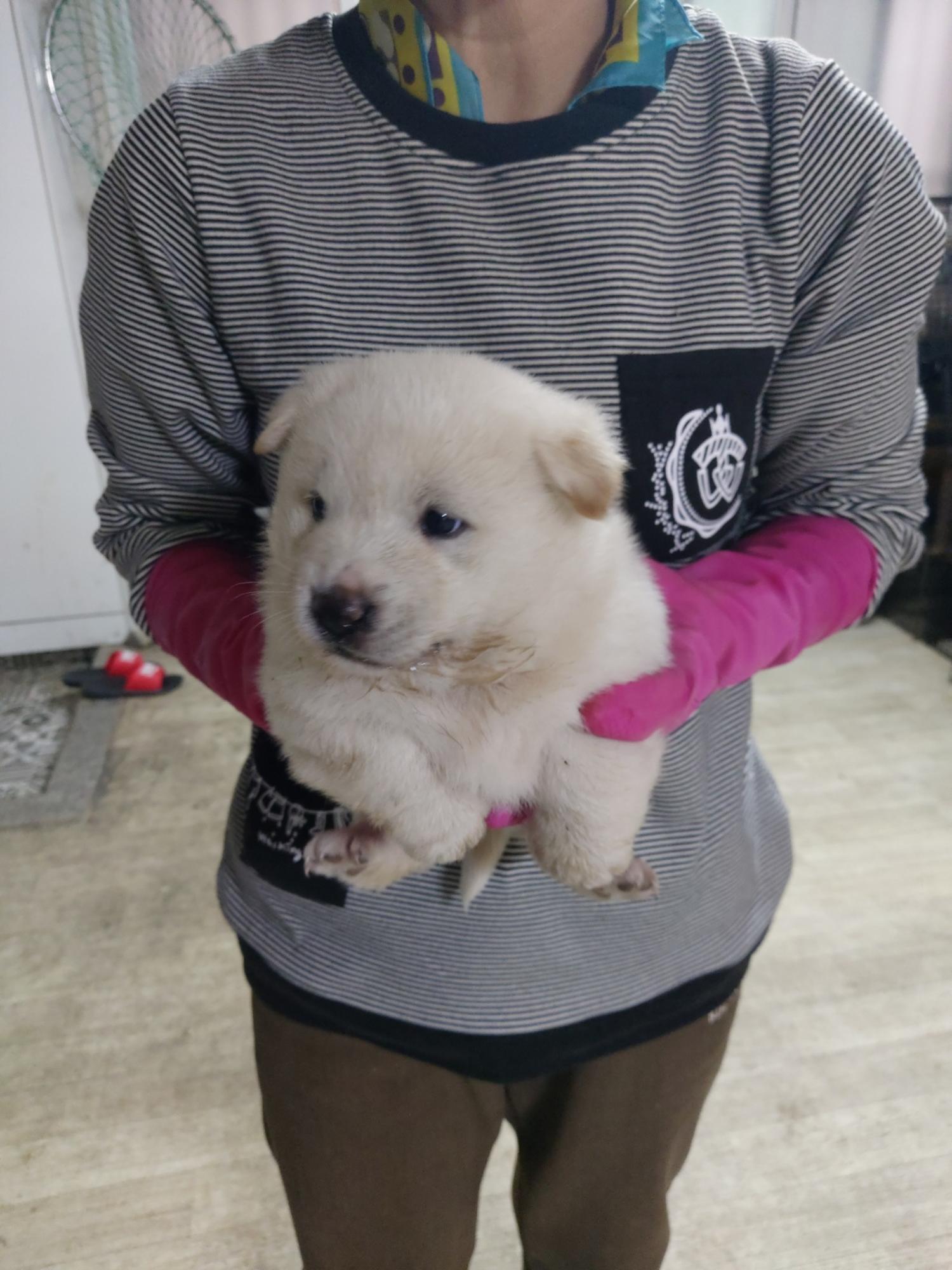 믹스견 이미지 파일 입니다.