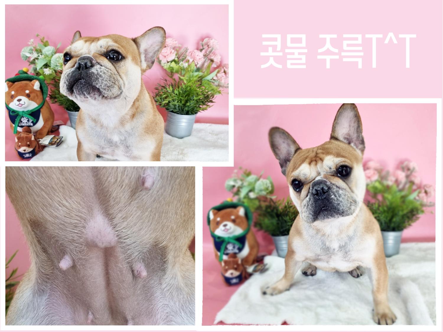 프렌치 불독 이미지 파일 입니다.