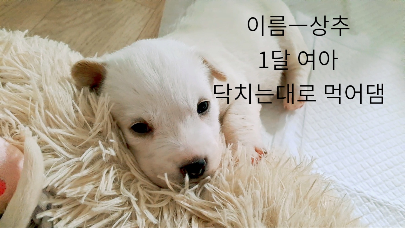 믹스견 이미지 파일 입니다.