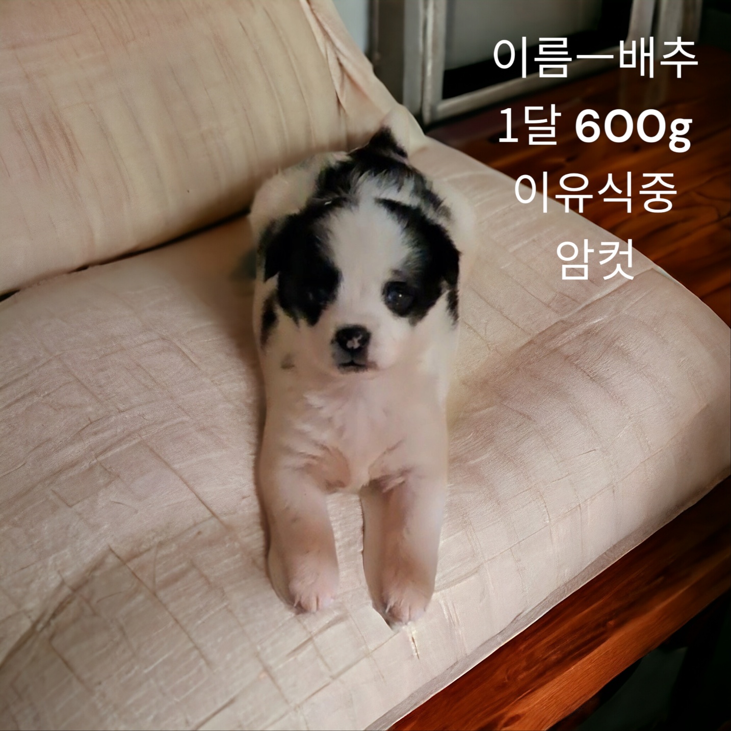 믹스견 이미지 파일 입니다.