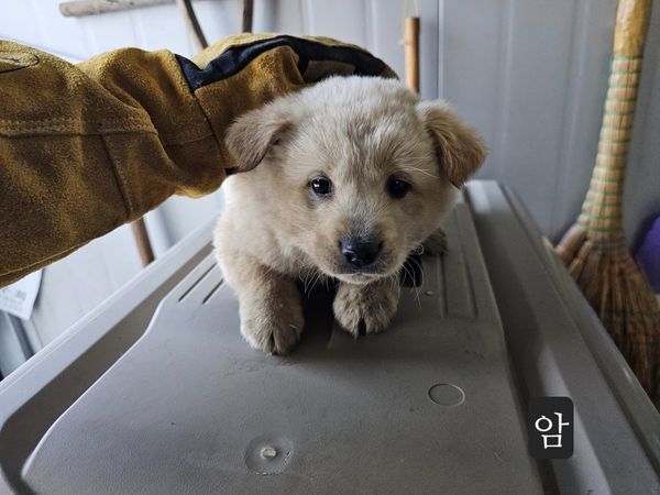 믹스견 이미지 파일 입니다.
