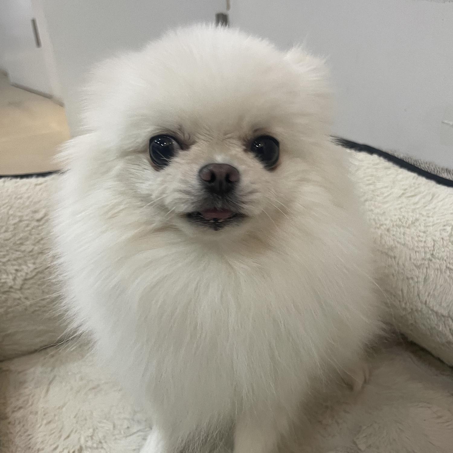 포메라니안 이미지 파일 입니다.