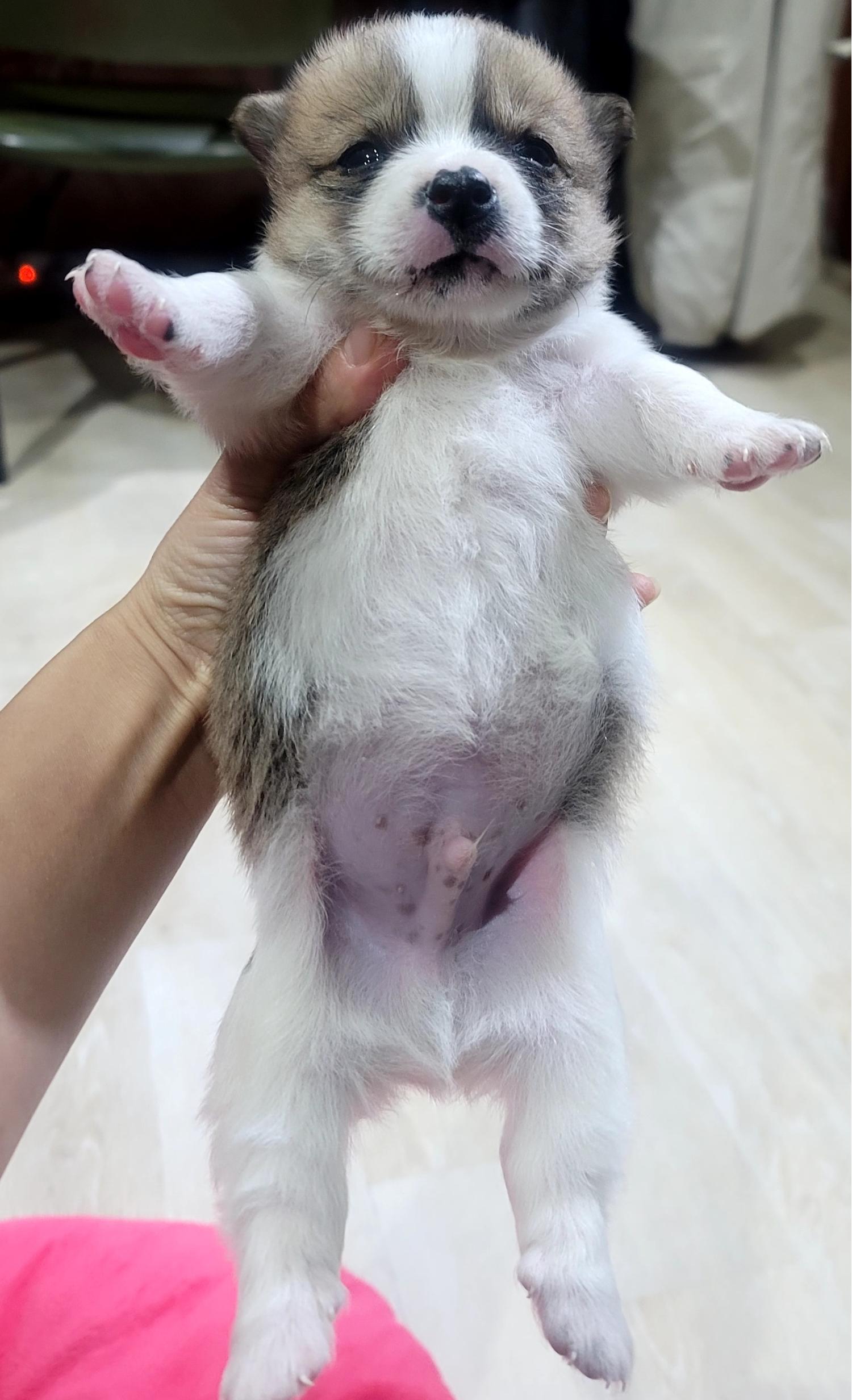 믹스견 이미지 파일 입니다.