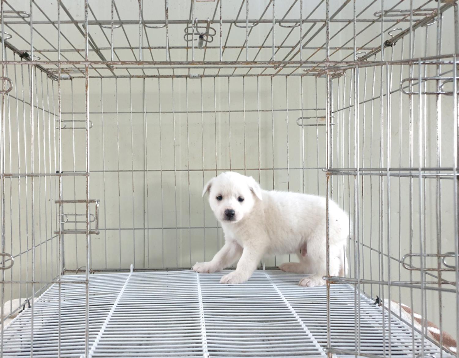 믹스견 이미지 파일 입니다.