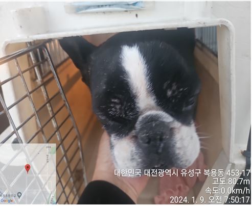 보스턴 테리어 이미지 파일 입니다.