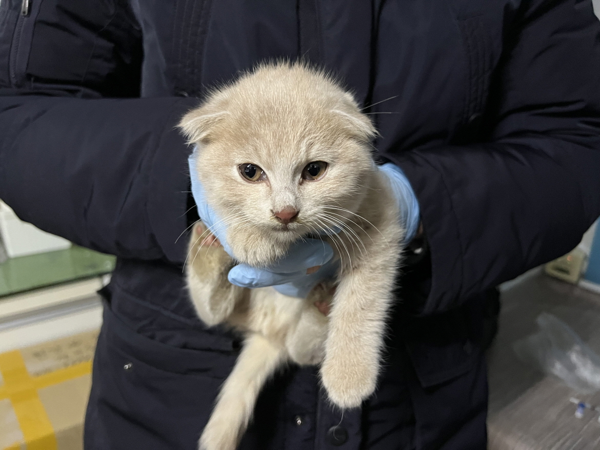 스코티시폴드 이미지 파일 입니다.
